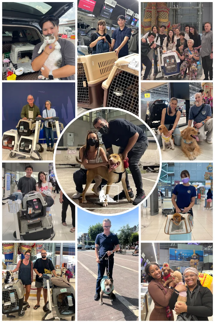 The Pawspective Relocations team caring for a pet